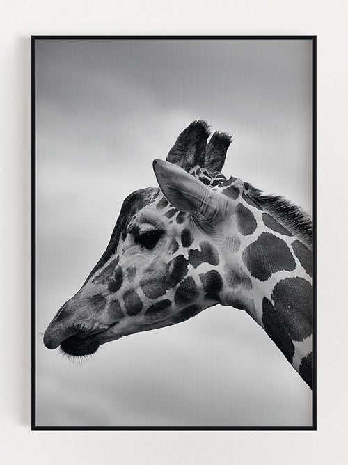 Majestic Giraffe Poster