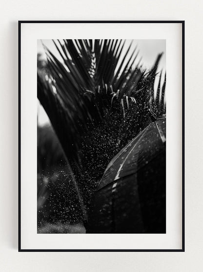 Refreshing Palm Tree Poster