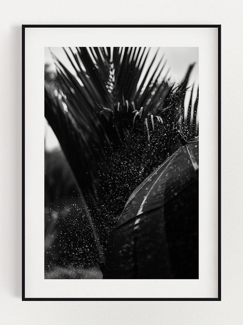 Refreshing Palm Tree Poster